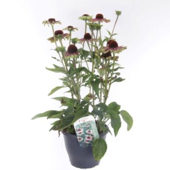 Echinacea purpurea Green Twister
