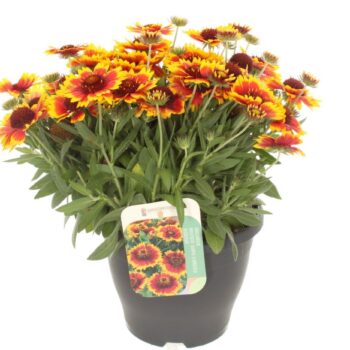 Gaillardia aristata Guapa Flamenco Bicolour