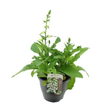 Digitalis Panther White
