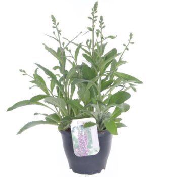 Digitalis Panther Deep Rose