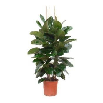 Ficus Elastica 'Robusta'