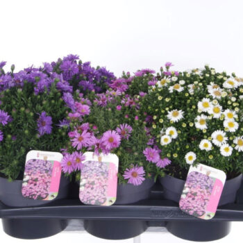Aster dumosus mix
