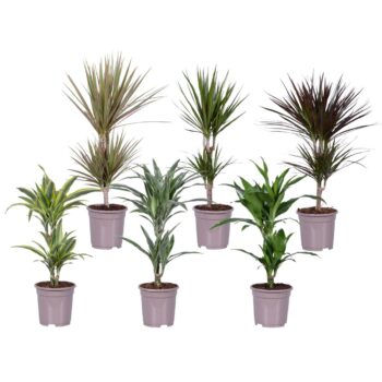 Dracaena deremensis en marginata mix