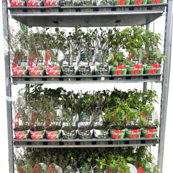 Fruit mix tray potcover Bio P14