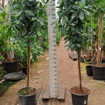 Cyathistipula gedraaide stam 260