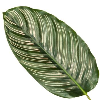 Calathea Ornata