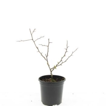 Chaenomeles sup. 'Crimson and Gold'