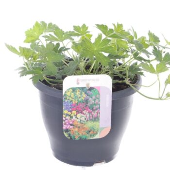 Geranium Anne Thomson