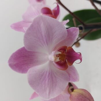 Flower Symphony | Antwerp | Phalaenopsis 3 spike