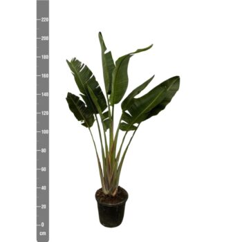 Strelitzia Augusta enkele stam - 250cm