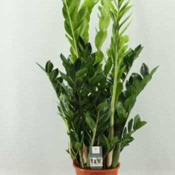 Zamioculcas 21cm