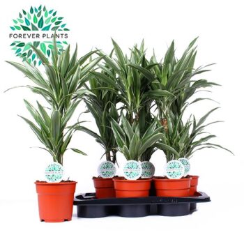 Dracaena Warneckei 30+10