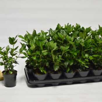 Viburnum tinus Gwenllian