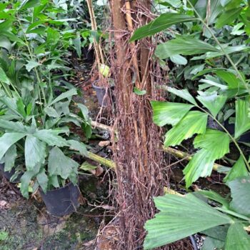 Ficus Natalensis Lynn multistam met luchtwortels