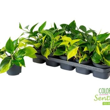 Epipremnum pinnatum Tricolore GO/A/B