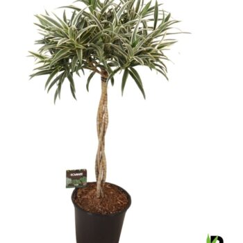 Dracaena reflexa Valentina gevlochten stam