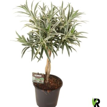 Dracaena reflexa Valentina gevlochten stam