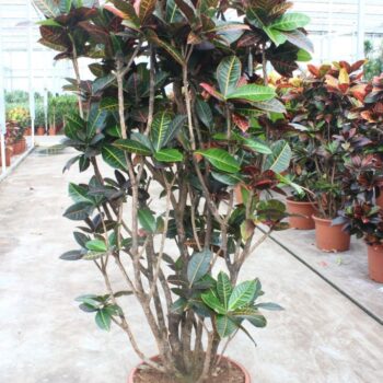 Codiaeum Petra (Croton Petra)
