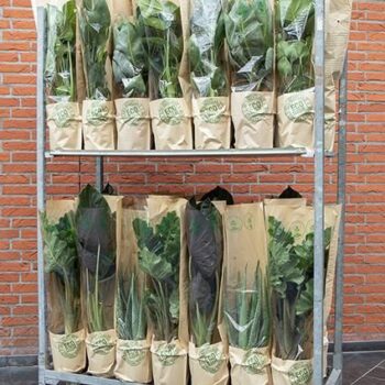 Groen Mix 19cm - Eco Hoes