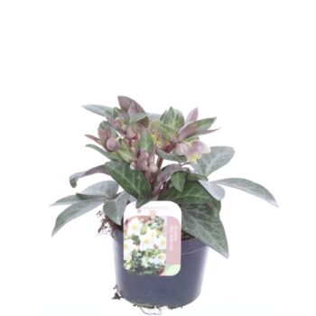Helleborus lividus Purple Price