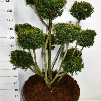 Taxus media 'Farmen'