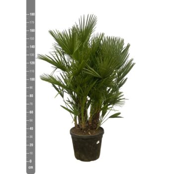 Chamaerops Humilis multistam - 180cm