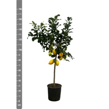 Citrus Lemon (Citroen) - 170cm