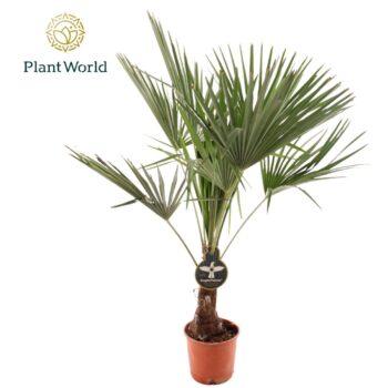 Trachycarpus Fortuneii / Eagle palm