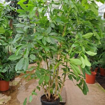 Schefflera Amate bush XXL 240