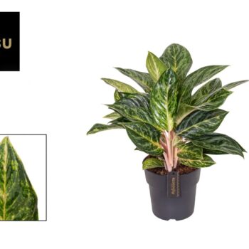 Aglaonema Peach Pearl