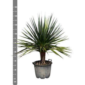 Dracaena Draco - 170cm