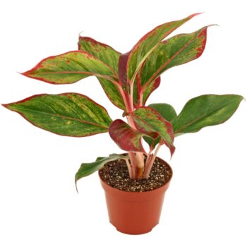 Aglaonema Crete 9 cm