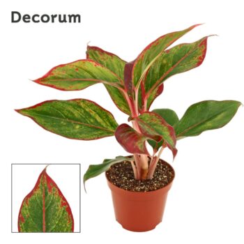 Aglaonema Crete 9 cm (Decorum)