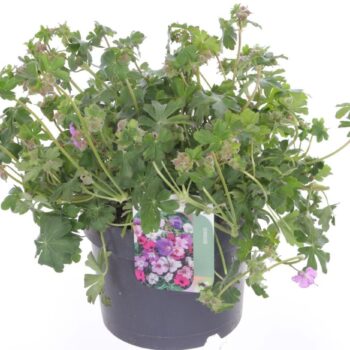Geranium cant. Cambridge