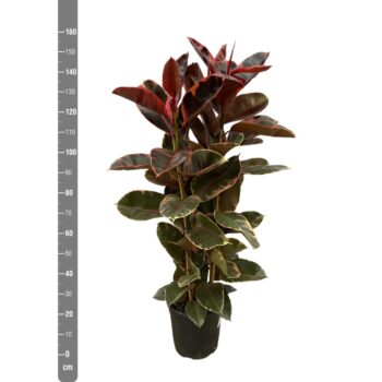 Ficus Elastica Belize Toef - 150cm