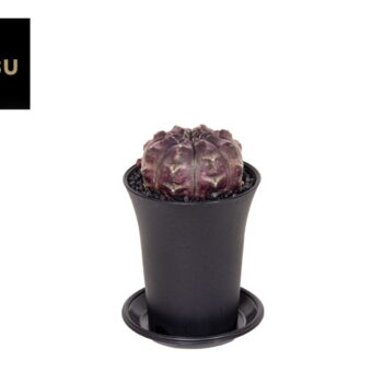 Gymno Siam 'Ansu' Daydream