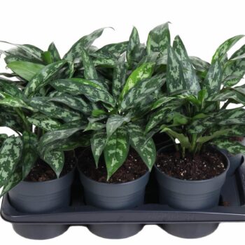 Aglaonema Maria