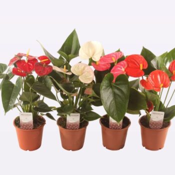 Anthurium Mix