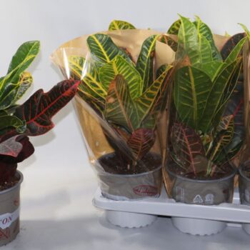 Croton Mix Excellent en Petra 17cm in Vensterhoes "Sunshiners®"