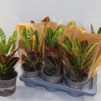 Croton Petra 17cm in Vensterhoes"Sunshiners®"