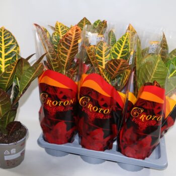 Croton Petra 17cm in Design hoes"Sunshiners®"