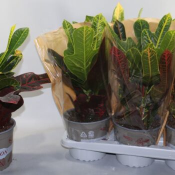Croton Excellent 17cm in Vensterhoes"Sunshiners®"