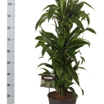 Dracaena Arturo