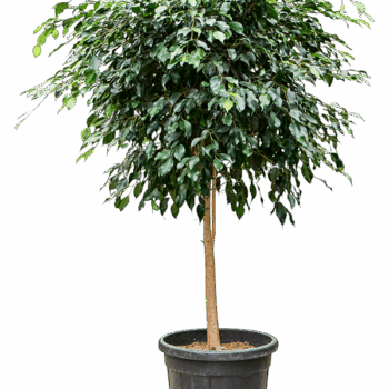 Ficus benjamina 'Danielle' (140-150) Stem