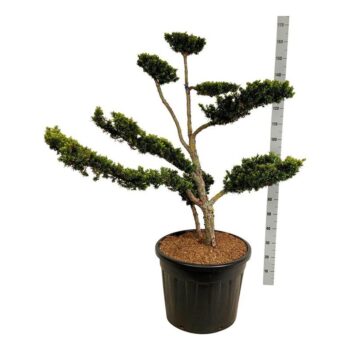 Taxus cuspidata nana