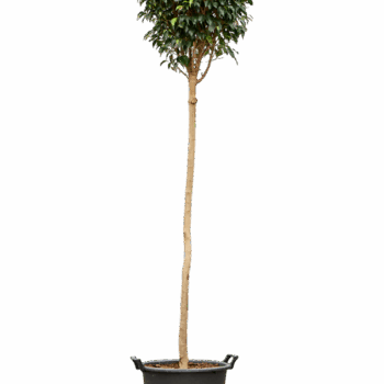 Ficus benjamina 'Danielle' Stem