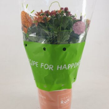 Chrysanthemum Homerun Orange