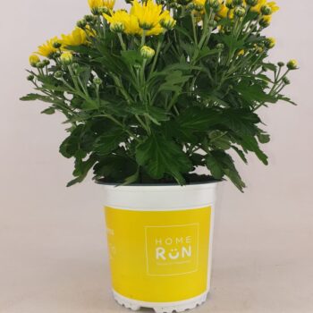 Chrysanthemum Homerun