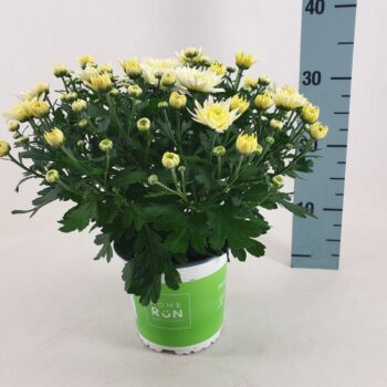 Chrysanthemum Homerun white
