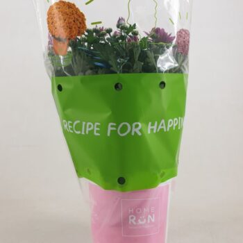 Chrysanthemum Homerun Pink